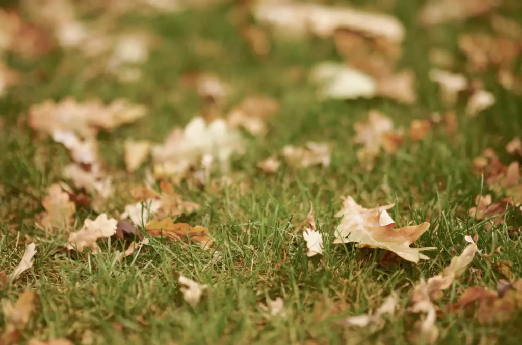 Autumn Garden Care