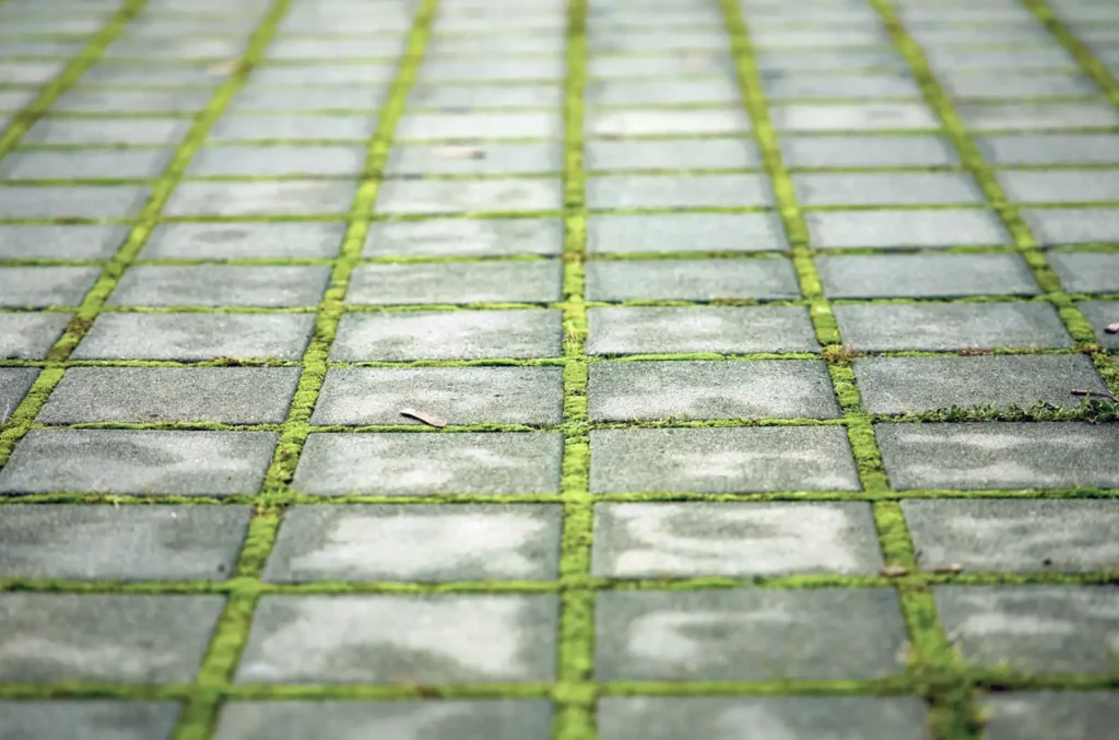 Killing Moss in Your Garden