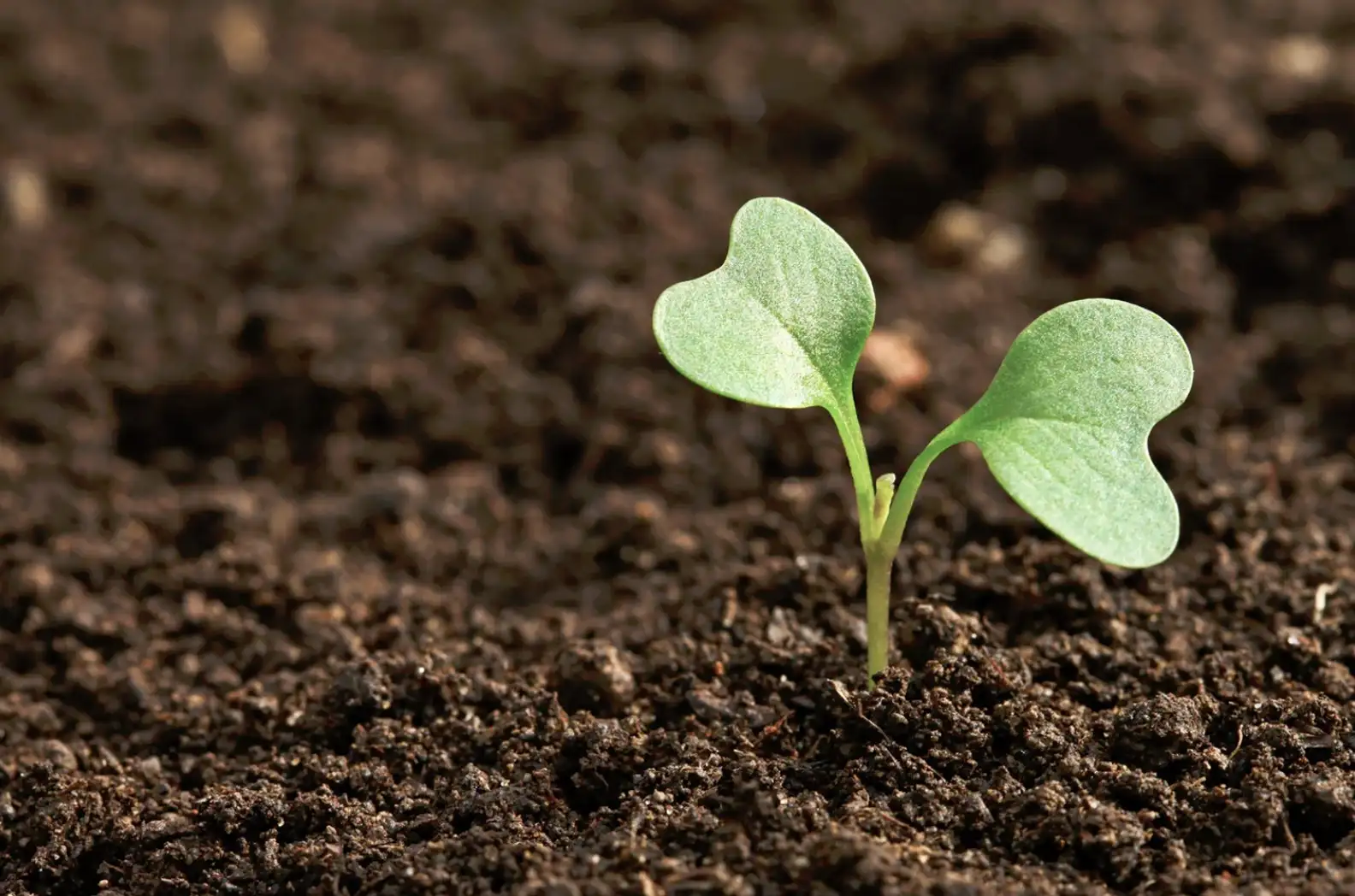 Soil Health Tips UK